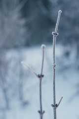 frost branch
