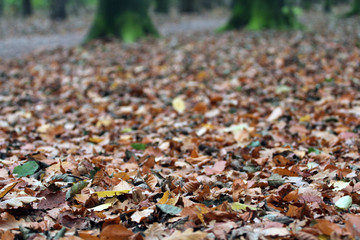 Herbst Waldboden Blätter
