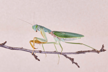 Giant Malaysian shield praying mantis Rhombodera Basalis resting on a tree