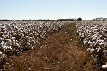 Fields and rows of raw white cotton ready for harvest in the fields of rural West Texas, USA. 
