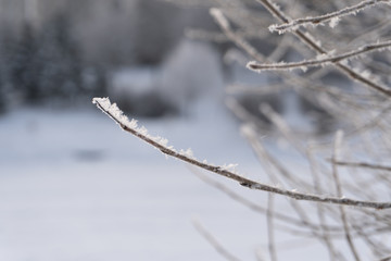 Branches in snow