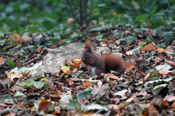 Eichhörnchen im Herbst Wald