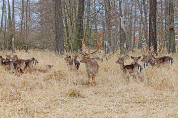 Fototapeta premium Herd of deer in the forest close up. Czech Republic, Europe.