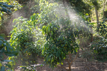 Gardeners spray insecticides,Gardener Fighting Insects in the Garden by Insecticide Garden,Man spraying of pesticide on potato plantation with hand spray in summer. Farmer.
