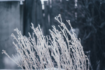 plants in frost