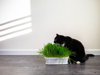 cat, grass