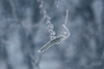 leaf in frost