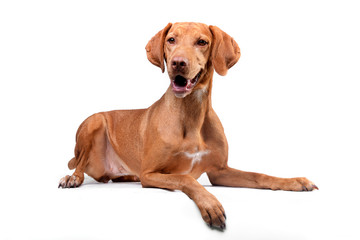 Studio shot of an adorable Hungarian vizsla