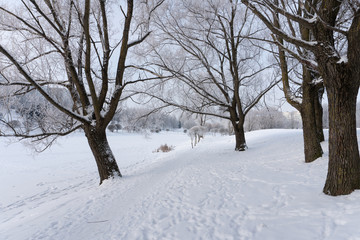 Park in snow. Minsk, Belarus