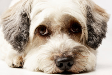 Portrait of an adorable mixed breed dog