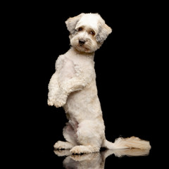 An adorable mixed breed dog standing on two legs