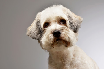 Portrait of an adorable mixed breed dog