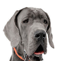 Portrait of an adorable Great Dane
