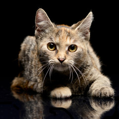 Studio shot of a cute little kitten