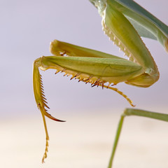 Giant Malaysian shield praying mantis Rhombodera Basalis resting on a tree