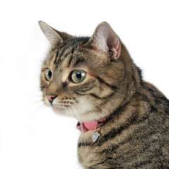Portrait of an adorable tabby cat
