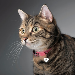 Obraz premium Portrait of an adorable tabby cat