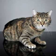 Studio shot of an adorable tabby cat