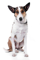 Naklejka na ściany i meble Studio shot of an adorable mixed breed dog