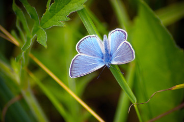 Fototapeta premium motyl, niebieski