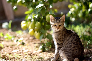 Naklejka premium Cute brown tabby kitten sitting in the garden. Selective focus.