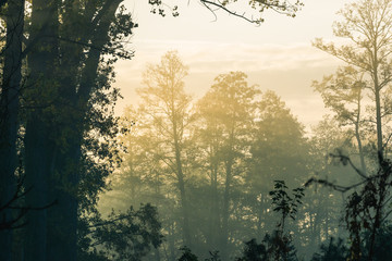 Mglisty poranek © Kajetan