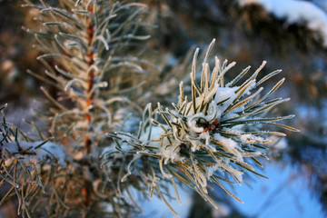 Naklejka premium Gałęzie jadły na śniegu