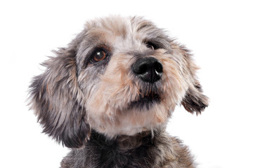 Portrait of an adorable Dachshund