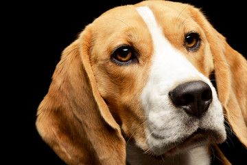 Portrait of an adorable Beagle