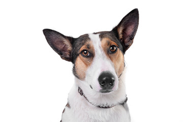 Naklejka na ściany i meble Portrait of an adorable mixed breed dog
