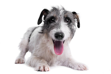 Studio shot of an adorable mixed breed dog