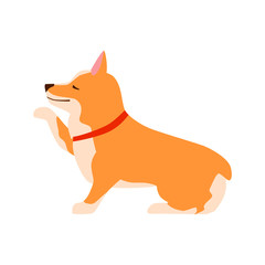 Happy cute dog. Welsh Corgi. Puppy sits and gives paw.