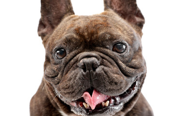 Portrait of an adorable French bulldog