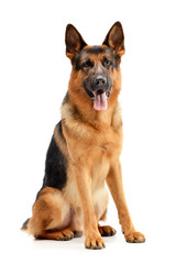 Studio shot of an adorable German shepherd