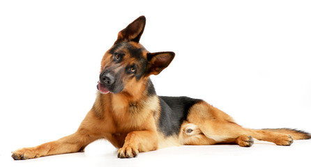 Studio shot of an adorable German shepherd