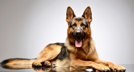 Studio shot of an adorable German shepherd