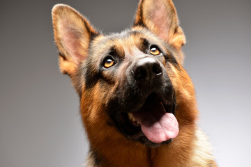 Portrait of an adorable German shepherd