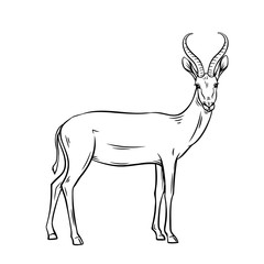 Antelope outline