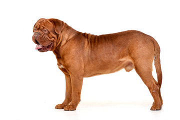 Studio shot of an adorable Dogue de Bordeaux