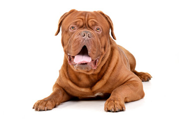Studio shot of an adorable Dogue de Bordeaux
