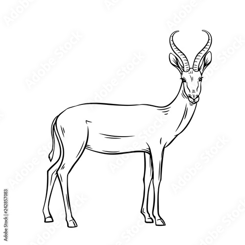 "Antelope outline" Stock image and royalty-free vector files on Fotolia