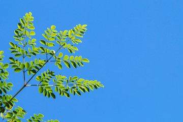 Green leaves sky background.