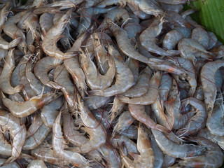 Close up Shrimp 