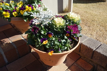 Fototapeta premium 玄関の寄せ植え