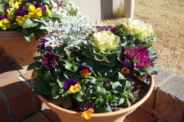 玄関の寄せ植え