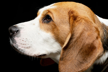Portrait of an adorable Beagle
