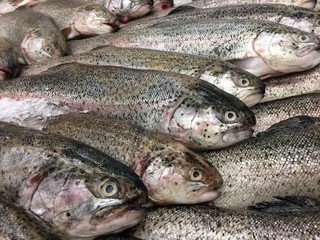 Fresh trout fish entirely on the counter of the store.