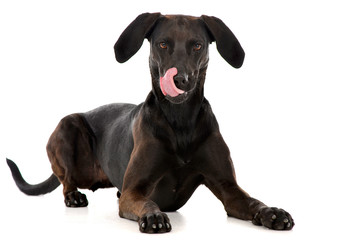Studio shot of an adorable mixed breed dog
