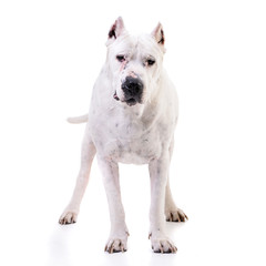 Obraz premium Studio shot of an adorable Dogo Argentino