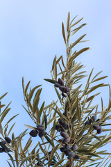 Detail of a branche of picual olive tree with leaves and fruits, blue sky background